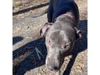 Adopt Poppy a Weimaraner, Labrador Retriever