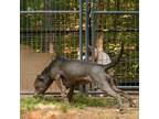 Adopt Poppy a Weimaraner, Labrador Retriever