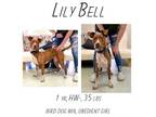 Adopt Lily Bell a Mixed Breed