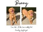 Adopt Bunny a Retriever, Mixed Breed