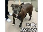 Adopt HOLLY a Mixed Breed