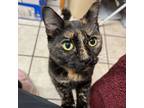 Adopt Lea a Domestic Short Hair