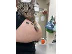 Adopt Sabrina a Domestic Short Hair