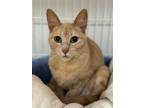 Adopt Tookie a Domestic Short Hair