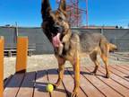 Adopt Chili a German Shepherd Dog