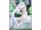 Adopt Lucy a American Eskimo Dog