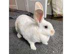 Adopt Biggie a Bunny Rabbit