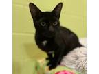 Adopt PYT (Pretty Young Thing) a Domestic Short Hair