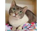 Adopt Cuddles a Domestic Short Hair