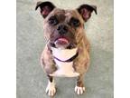 Adopt Sasha a Boxer, Mixed Breed