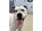 Adopt Nani a Pit Bull Terrier, Mixed Breed