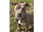 Adopt Bella a Pit Bull Terrier, Mixed Breed