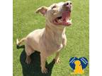 Adopt Taffy a Pit Bull Terrier