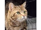Adopt Penney a Domestic Short Hair