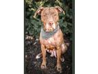 Adopt Faith a Staffordshire Bull Terrier, Mixed Breed