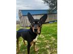 Adopt roxy a Miniature Pinscher, Mixed Breed