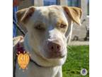 Adopt Macchiato pp w/ Latte a Labrador Retriever, Mixed Breed