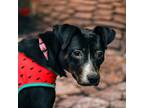 Adopt Bebe a Miniature Pinscher, Terrier