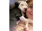 Adopt Rosalie a Pit Bull Terrier, Retriever
