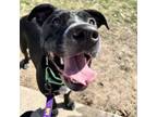 Adopt Constance a Pit Bull Terrier