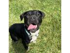 Adopt CiCi a Black Labrador Retriever, Pit Bull Terrier