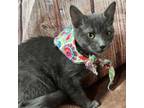 Adopt Puff Ball a Domestic Short Hair, Russian Blue