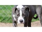 Adopt Margie a Pit Bull Terrier
