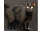 Adopt Mary Cooper a Domestic Short Hair