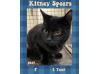 Adopt Kitney Spears a Domestic Short Hair