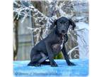 Adopt Kisses a Labrador Retriever