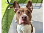 Adopt PETUNIA a American Staffordshire Terrier