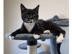 Adopt Jackie a Domestic Short Hair