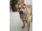 Adopt Ivy a Pit Bull Terrier, Labrador Retriever