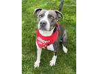 Adopt Daphne a Pit Bull Terrier