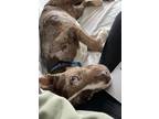 Adopt Cookie a Catahoula Leopard Dog, Mixed Breed