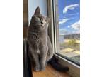 Adopt Geena a Domestic Short Hair