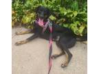 Adopt Mary a Hound, Labrador Retriever