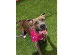 Adopt SAPHIRE a Pit Bull Terrier