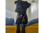 Adopt Frida a Black Labrador Retriever, Pit Bull Terrier