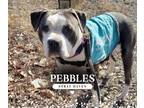 Adopt Pebbles a Pit Bull Terrier