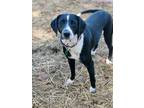 Adopt Sammie a Dalmatian, Labrador Retriever