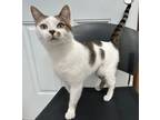 Adopt Sarah a Domestic Short Hair