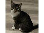 Adopt Alice (available for Foster to Adopt) a Domestic Short Hair