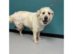 Adopt Angel a Great Pyrenees, Labrador Retriever