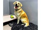 Adopt Winnie a Golden Retriever, Yellow Labrador Retriever