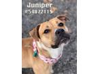 Adopt Juniper a Pit Bull Terrier