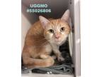 Adopt Uggmo a Tabby