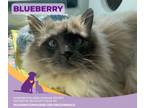 Adopt Blueberry a Siamese