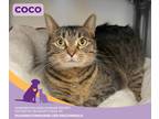 Adopt Coco a Tabby