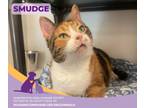 Adopt Smudge a Domestic Short Hair